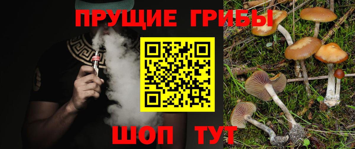 Псилоцибиновые грибы Psilocybe  Вход с VPN  Зеленогорск 